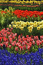 Flowerbed with colourful Tulips, Hyacinths and Daffodils in flower garden of Keukenhof, the Netherlands, April 2009