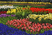 Flowerbed with colourful Tulips, Hyacinths and Daffodils in flower garden of Keukenhof, the Netherlands, April 2009