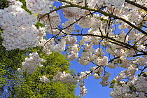 Japanese cherry tree (Prunus serrulata) blossom, the Netherlands, April 2009