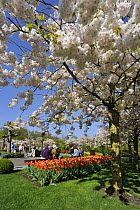 Tourists sitting on park bench amongst colourful tulips (Tulipa sp) and Japanese cherry tree (Prunus serrulata) in flower garden of Keukenhof, the Netherlands, April 2009