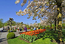 Tourists sitting on park bench amongst colourful tulips (Tulipa sp) and Japanese cherry trees (Prunus serrulata) in flower garden of Keukenhof, the Netherlands, April 2009