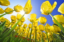Yellow tulips (Tulipa sp) in flower garden of Keukenhof, the Netherlands, April 2009