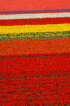Rows of colourful cultivated tulips (Tulipa sp) in bulb field, the Netherlands, April 2009