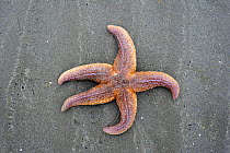 Common starfish (Asterias rubens) washed up on beach, Belgium