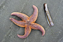 Common starfish (Asterias rubens) and clam shell (Solenidae sp) on beach, Belgium