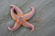 Common starfish (Asterias rubens) and Brittle star (Ophiura ophiura) on beach, Belgium