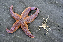 Common starfish (Asterias rubens) and Brittle star (Ophiura ophiura) on beach, Belgium