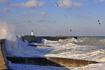 Waves crashing into jetty and over harbour wall during storm at Saint-Valéry-en-Caux, Normandy, France, December 2008