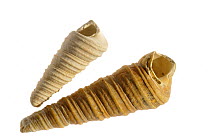 Turret-shell (Turritella communis) Belgium