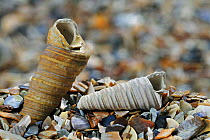 Turret-shell (Turritella communis) on beach, Belgium