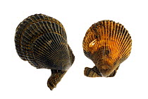 Variegated scallops (Chlamys / Mimachlamys varia), Belgium