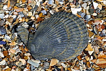Variegated scallop (Chlamys / Mimachlamys varia) on beach, Belgium