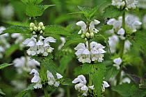 White deadnettle (Lamium album) in flower, Belgium