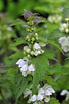 White deadnettle (Lamium album) in flower, Belgium