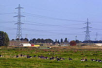 Flock of Pink footed geese {Anser brachyrhynchus} near industrial compound with electricity pylons, UK