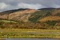 RSPB Mersehead Nature Reserve, Dumfries, Scotland, UK