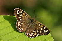 Speckled wood butterfly (Pararge aegeria) on leaf, South London, UK