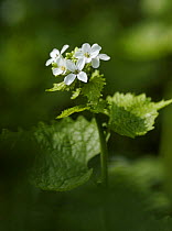 Garlic mustard / Jack by the Hedge (Alliaria petiolata) in flower, Morden, South London, UK