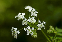 Cow parsley (Anthriscus sylvestris) in flower, UK