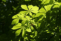 Horse chestnut tree (Aesculus hippocastanum) leaves in springtime, South London, UK