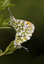 Orange tip butterflies (Anthocharis cardamines) mating, Morden, South London, UK