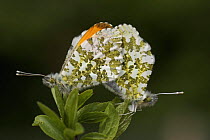 Orange tip butterflies (Anthocharis cardamines) mating, South London, UK