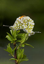 Orange tip butterflies (Anthocharis cardamines) mating, South London, UK