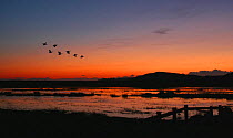 Geese flying over RSPB Mersehead reserve at sunset, digital composite, Dumfries, Scotland, UK, October