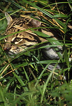 Ocelot (Felis pardalis) hiding in grass, captive, USA