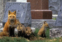 Mother Red fox (Vulpes vulpes) with four cubs near den in a cemetery, Denver, Colorado, USA