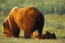 Brown bear (Ursus arctos) mother grazing while cub rolls on the ground, Alaska, USA