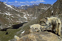 Mountain goat (Oreamnos americanus) female with kid, Mount Evans, Rocky Mountains, Colorado, USA