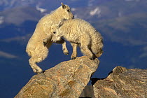 Mountain goat (Oreamnos americanus) kids playing on rocks, Mt Evans, Rocky Mountains, Colorado, USA