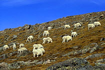 Mountain goats (Oreamnos americanus) grazing, Mt Evans, Rocky Mountains, Colorado, USA