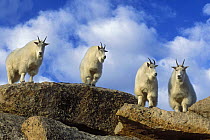 Four Mountain goats (Oreamnos americanus) looking down from rocks, Mt Evans, Rocky Mountains, Colorado, USA