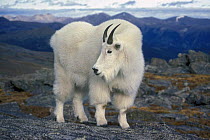 Mountain goat (Oreamnos americanus) portrait, Mt Evans, Rocky Mountains, Colorado, USA