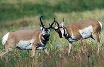 Two Pronghorn antelope (Antilocapra americana) bucks fighting during breeding season, Colorado, USA