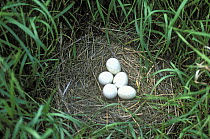 Northern / Hen harrier (Circus cyaneus) five eggs in nest, Colorado, USA