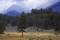 Elk (Cervus canadensis) herd grazing, Horseshoe Park, Rocky Mountain NP, Colorado, USA