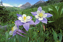Colorado blue columbine (Aquilegia caerulea) flowers, Yankee Boy Basin, San Juan Mountains, Colorado, USA