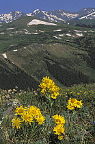 Alpine sunflower {Rydbergia sp} in alpine tundra, Rocky Mountain National Park, Colorado, USA