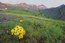 Alpine sunflowers {Rydbergia sp} Governor Basin, San Juan Mountains, Colorado, USA