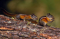 Two Chipmunks (Tamias minimus) on tree, one feeding, Colorado, USA