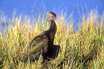 White faced ibis (Plegadis chihi) in long grass, Bear River Migratory Bird Refuge, Utah, USA