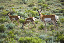 Pronghorn antelope (Antilocapra americana) doe with two fawns amongst Prairie sagebrush (Artemisia frigida) Red Desert, Wyoming, USA