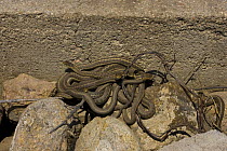 Western terrestrial garter snakes (Thamnophis elegans) curled up on rocks, hibernation site, Cherry Creek State Park, Denver, Colorado, USA