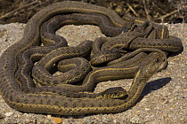 Western terrestrial garter snakes (Thamnophis elegans) curled up on concrete structure after emerging from hibernation, Cherry Creek State Park, Denver, Colorado, USA