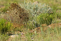 Hole being dug by an American badger (Taxidea taxus) Wyoming, USA
