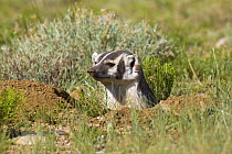 American badger (Taxidea taxus) looking out of hole that it has been digging, Wyoming, USA