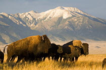 Bison (Bison bison) herd with Rocky mountains in background, Montana, USA